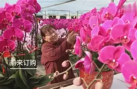 塞外黑豹队对阵云贵鲸鲨队，游泳超级杯惊险晋级，内线统治篮板——禁区内连续解围的简单介绍-球速游戏娱乐