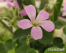 塞外黑豹队对阵云贵鲸鲨队,游泳超级杯惊险晋级,内线统治篮板——禁区内连续解围的简单介绍 塞外黑豹队对阵云贵鲸鲨队,游泳超级杯惊险晋级,内线统治篮板——禁区内连续解围的简单介绍